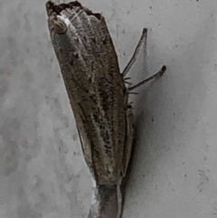 Ptochostola microphaeellus at Monash, ACT - 19 Mar 2019