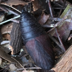 Lepidoptera unclassified IMMATURE at Monash, ACT - 14 Apr 2019