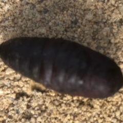 Lepidoptera unclassified IMMATURE at Monash, ACT - 14 Apr 2019