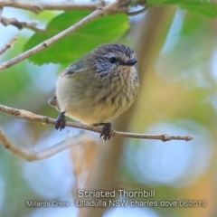 Acanthiza lineata (Striated Thornbill) at Ulladulla, NSW - 2 Jun 2019 by CharlesDove