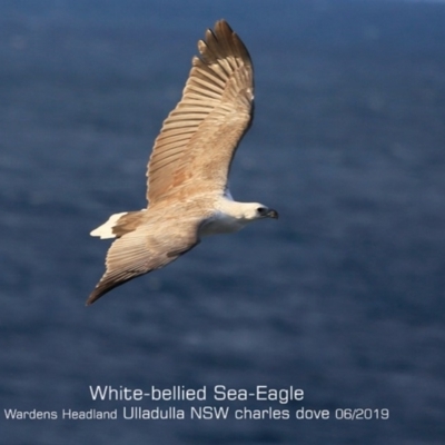 Haliaeetus leucogaster (White-bellied Sea-Eagle) at Ulladulla, NSW - 7 Jun 2019 by CharlesDove