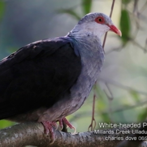 Columba leucomela at Ulladulla, NSW - 3 Jun 2019 12:00 AM