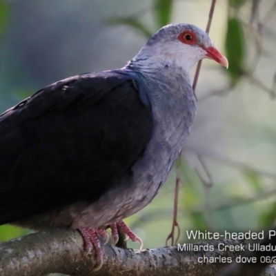 Columba leucomela (White-headed Pigeon) at Ulladulla, NSW - 3 Jun 2019 by CharlesDove