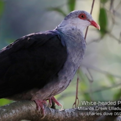 Columba leucomela (White-headed Pigeon) at Ulladulla - Millards Creek - 2 Jun 2019 by CharlesDove