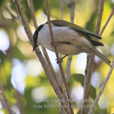 Melithreptus lunatus (White-naped Honeyeater) at Kioloa Bushcare Group - 6 Jun 2019 by Charles Dove