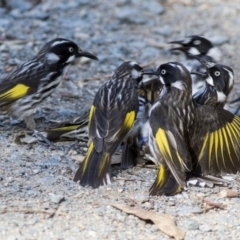 Phylidonyris novaehollandiae (New Holland Honeyeater) at ANBG - 18 May 2019 by Alison Milton