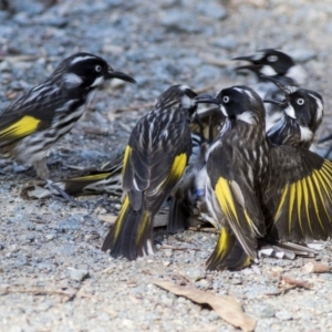 Phylidonyris novaehollandiae at Acton, ACT - 18 May 2019