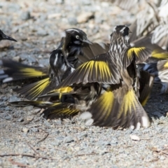 Phylidonyris novaehollandiae at Acton, ACT - 18 May 2019