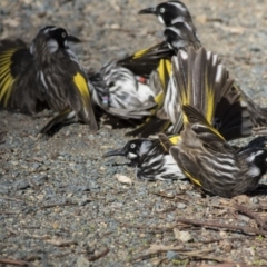 Phylidonyris novaehollandiae at Acton, ACT - 18 May 2019