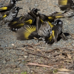 Phylidonyris novaehollandiae at Acton, ACT - 18 May 2019