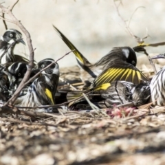 Phylidonyris novaehollandiae at Acton, ACT - 18 May 2019