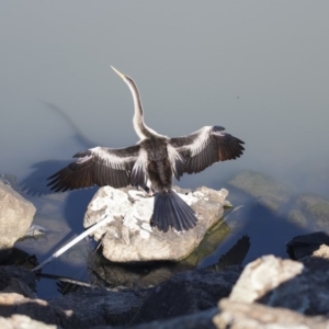 Anhinga novaehollandiae at Belconnen, ACT - 6 Jun 2019