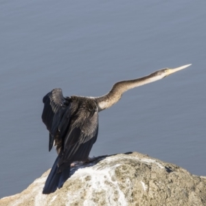 Anhinga novaehollandiae at Belconnen, ACT - 6 Jun 2019