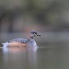 Tachybaptus novaehollandiae (Australasian Grebe) at Paddys River, ACT - 9 Jun 2019 by kdm