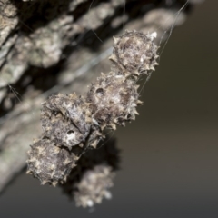 Celaenia calotoides (Bird-dropping spider) at Higgins, ACT - 2 May 2019 by AlisonMilton