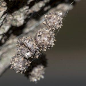 Celaenia calotoides at Higgins, ACT - 2 May 2019 11:23 AM