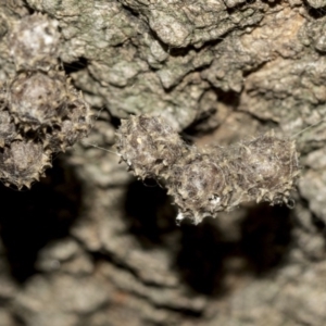 Celaenia calotoides at Higgins, ACT - 2 May 2019 11:23 AM