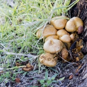 Gymnopilus junonius at Belconnen, ACT - 6 Jun 2019 12:51 PM