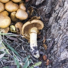 Gymnopilus junonius at Belconnen, ACT - 6 Jun 2019 12:51 PM