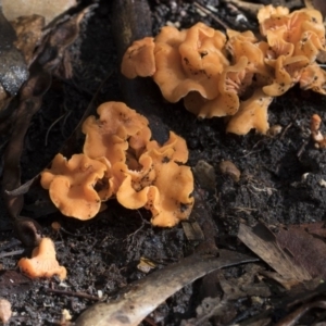 Cantharellus sp. at Acton, ACT - 3 May 2019
