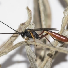 Heteropelma scaposum (Two-toned caterpillar parasite wasp) at Higgins, ACT - 11 May 2019 by AlisonMilton