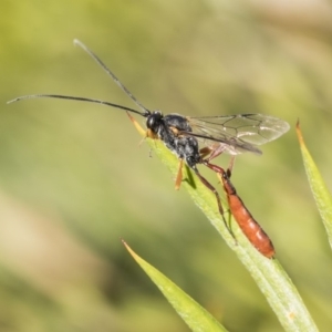 Heteropelma scaposum at Higgins, ACT - 11 May 2019