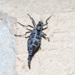 Boreoides subulatus at Higgins, ACT - 4 May 2019 10:19 AM