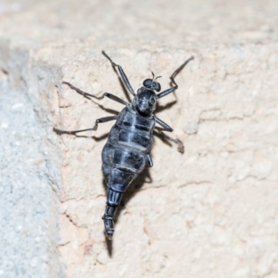 Boreoides subulatus (Wingless Soldier Fly) at Higgins, ACT - 4 May 2019 by AlisonMilton