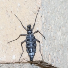 Boreoides subulatus at Higgins, ACT - 4 May 2019 10:19 AM