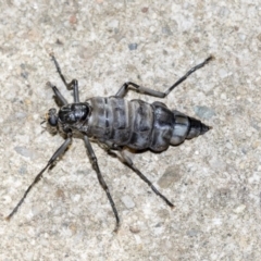 Boreoides subulatus at Higgins, ACT - 4 May 2019