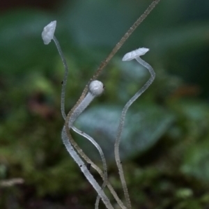 Hemimycena sp. at Box Cutting Rainforest Walk - 8 Jun 2019