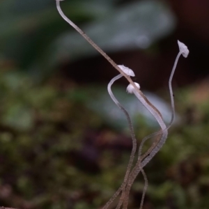 Hemimycena sp. at Box Cutting Rainforest Walk - 8 Jun 2019