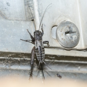 Lepidogryllus sp. (genus) at Higgins, ACT - 4 May 2019