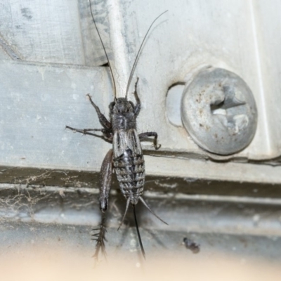 Lepidogryllus sp. (genus) (A cricket) at Higgins, ACT - 4 May 2019 by AlisonMilton