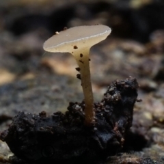 zz – ascomycetes - apothecial (Cup fungus) at Box Cutting Rainforest Walk - 7 Jun 2019 by Teresa