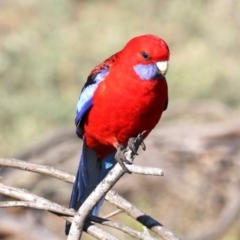 Platycercus elegans (Crimson Rosella) at Hackett, ACT - 9 Jun 2019 by jb2602