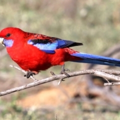 Platycercus elegans at Hackett, ACT - 9 Jun 2019