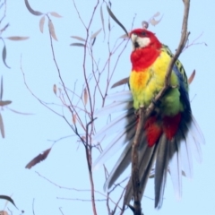 Platycercus eximius (Eastern Rosella) at Mount Ainslie - 10 Jun 2019 by jbromilow50