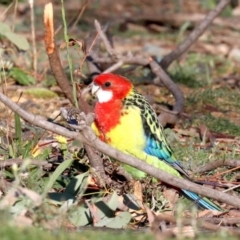 Platycercus eximius at Hackett, ACT - 10 Jun 2019 11:35 AM