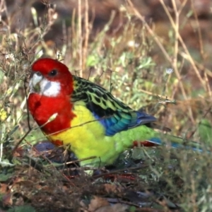 Platycercus eximius at Hackett, ACT - 10 Jun 2019 11:35 AM