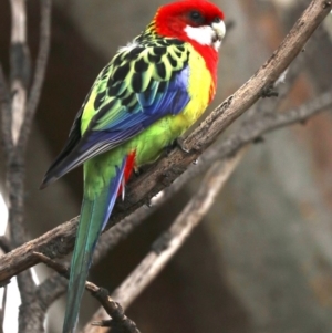 Platycercus eximius at Hackett, ACT - 10 Jun 2019 11:35 AM