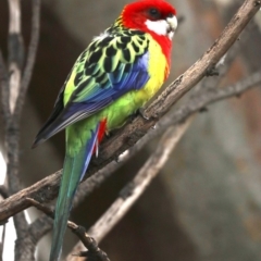 Platycercus eximius at Hackett, ACT - 10 Jun 2019