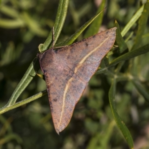 Oenochroma vinaria at Higgins, ACT - 3 Jun 2019