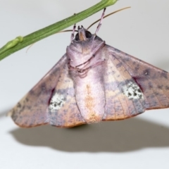 Oenochroma vinaria at Higgins, ACT - 3 Jun 2019 01:54 PM