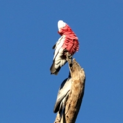 Eolophus roseicapilla (Galah) at Ainslie, ACT - 2 Jun 2019 by jb2602