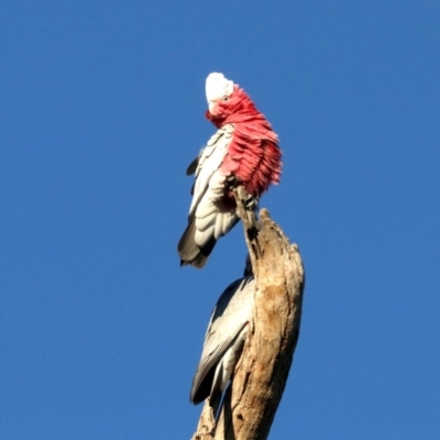 Eolophus roseicapilla (Galah) at Ainslie, ACT - 2 Jun 2019 by jb2602