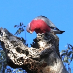 Eolophus roseicapilla at Ainslie, ACT - 2 Jun 2019