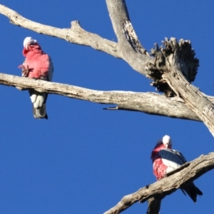 Eolophus roseicapilla at Ainslie, ACT - 2 Jun 2019