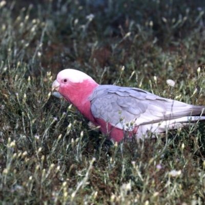 Eolophus roseicapilla (Galah) at Mount Ainslie - 8 Jun 2019 by jb2602