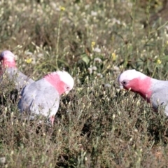 Eolophus roseicapilla at Hackett, ACT - 9 Jun 2019 09:24 AM